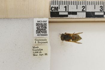 Media type: image;   Entomology 788889 Aspect: Labels